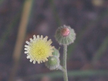 Fiori e pappi della Andryala integrifolia